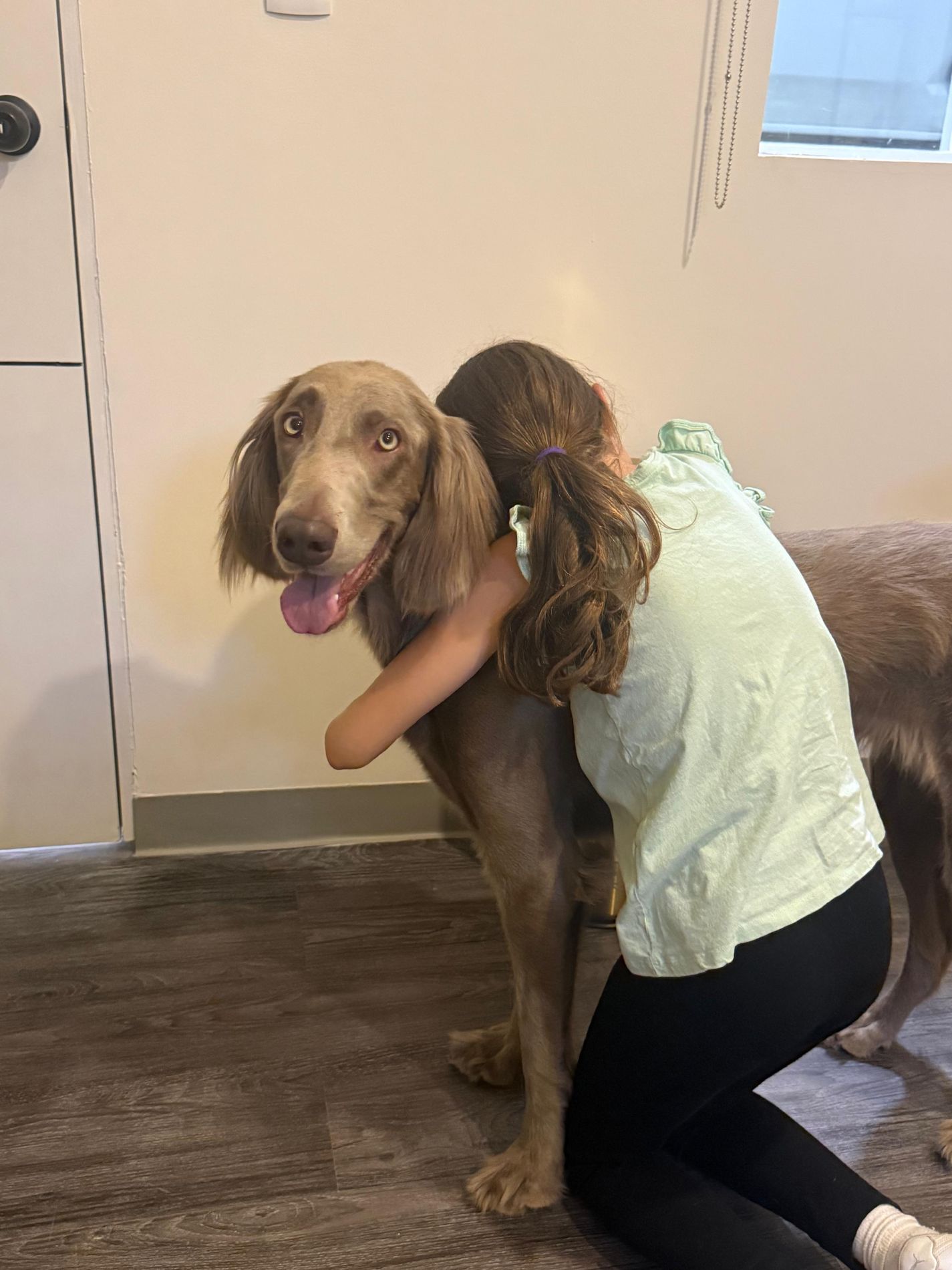 Blog de Vínculo Animal sobre terapia asistida con animales
