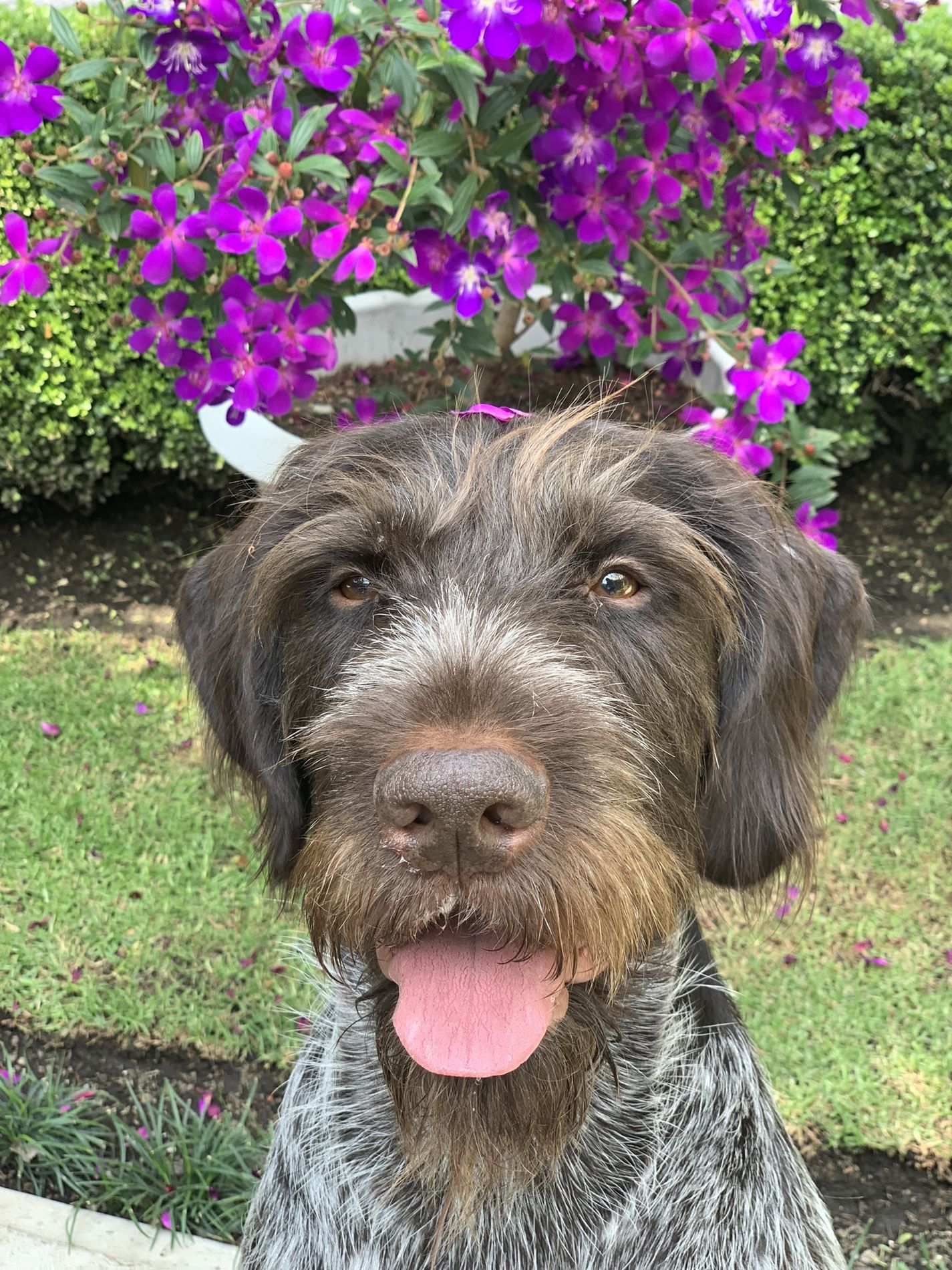 Clemente, perro de terapia de Vínculo Animal
