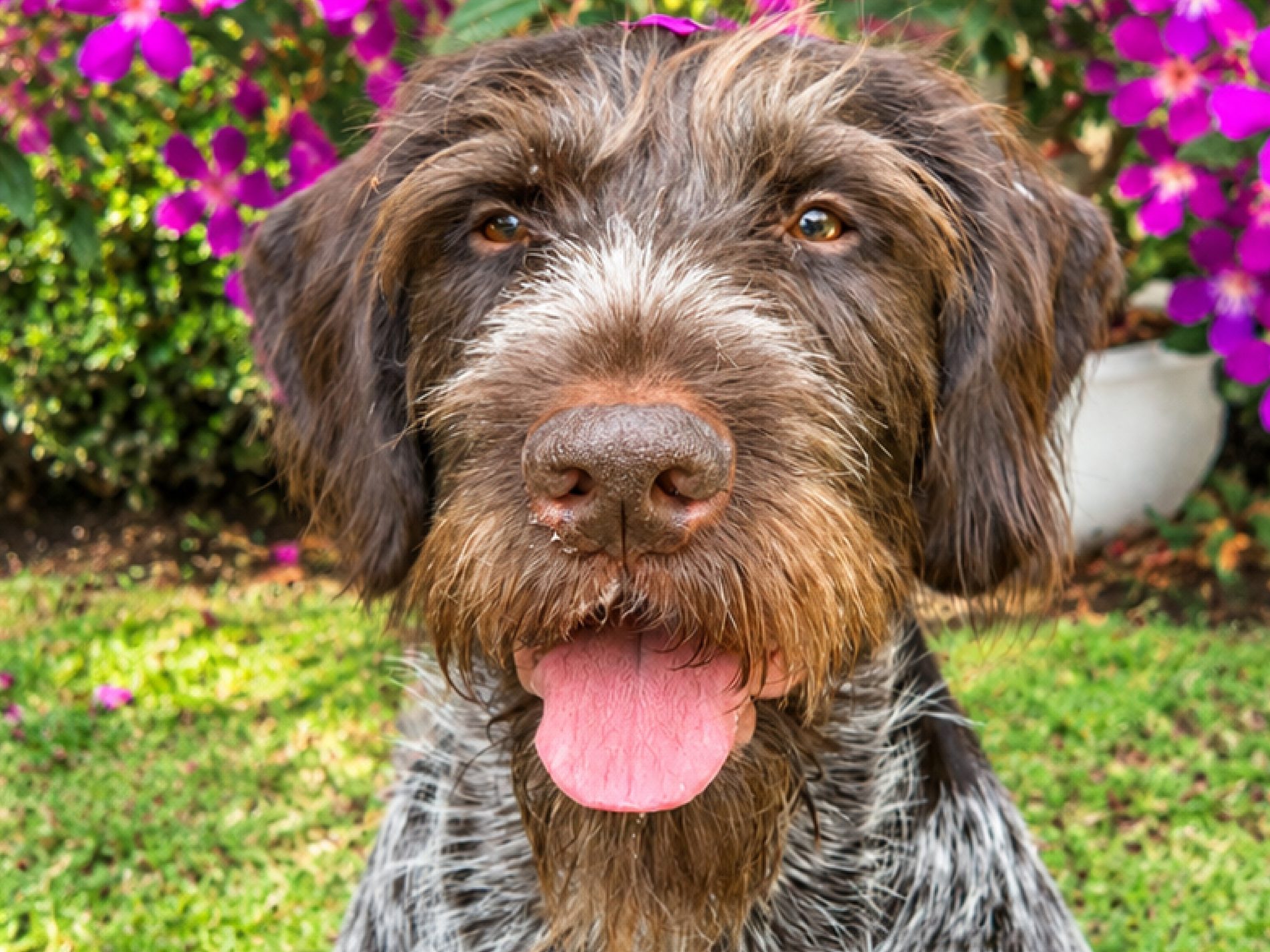 Clemente, perro de terapia de Vínculo Animal