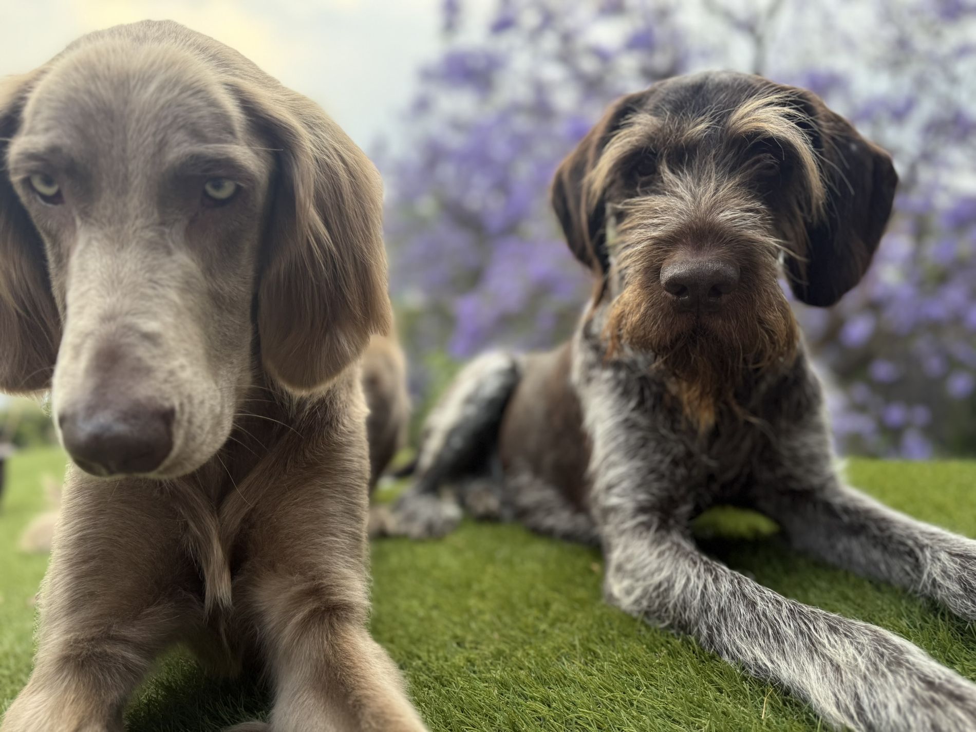 Clemente y Thusnelda, perros de terapia de Vínculo Animal, en el jardín