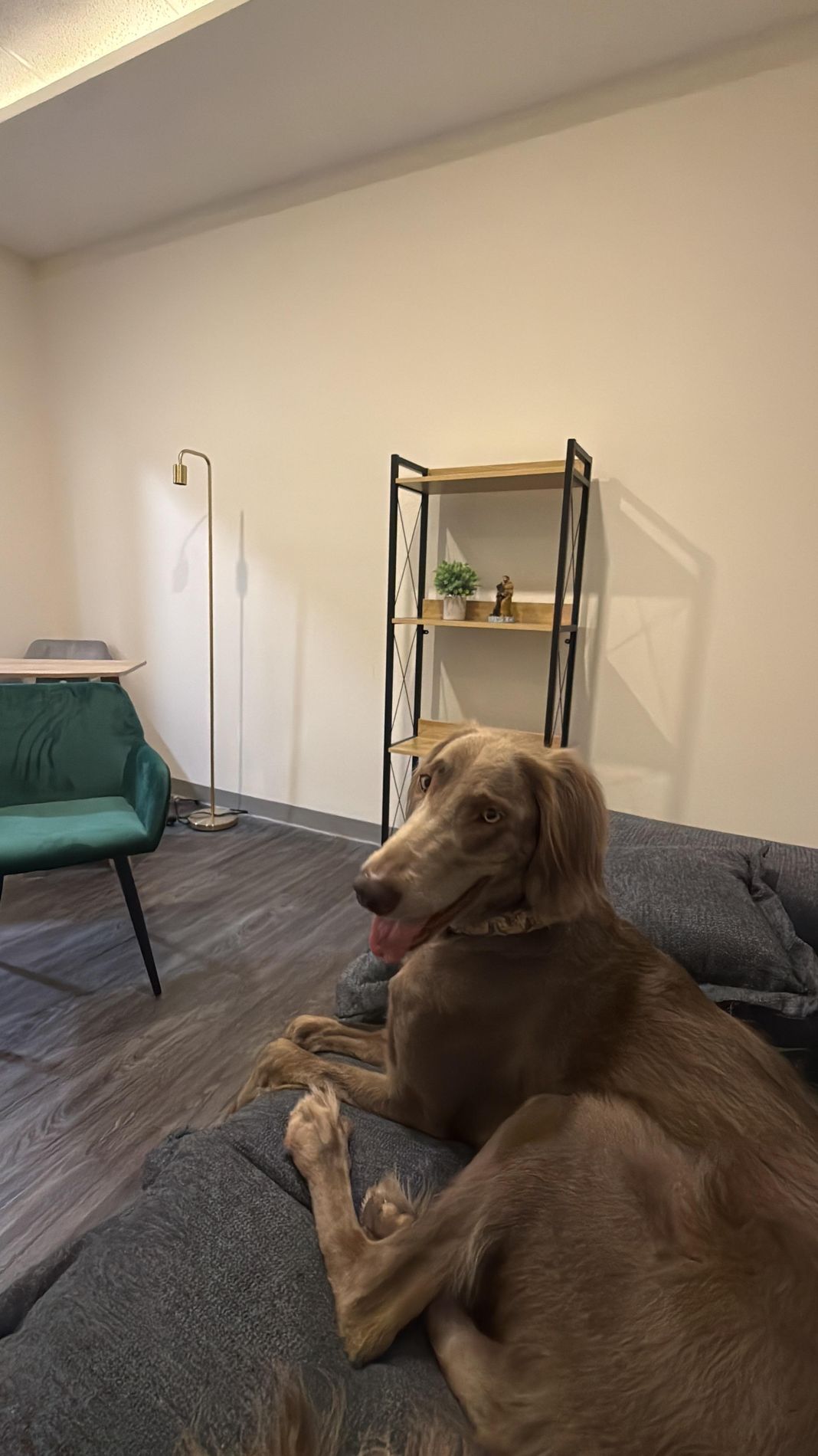 Perro de terapia en el consultorio de Vínculo Animal en el Pedregal, CDMX