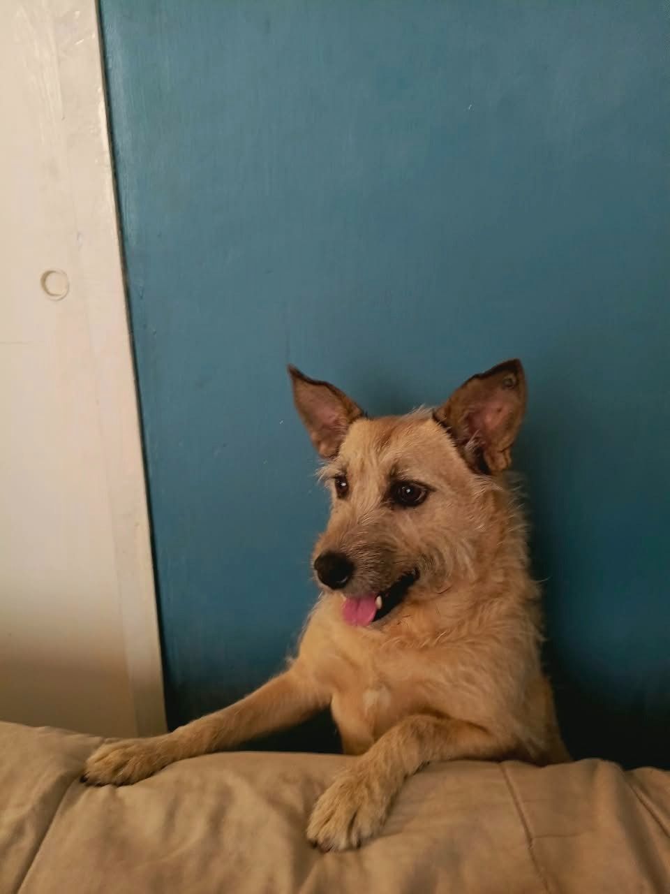 Terapia conductual asistida con perros en Vínculo Animal, CDMX