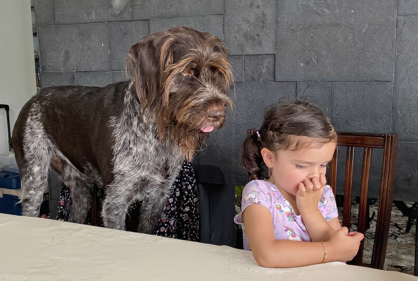 Terapia de bienestar emocional con perros en Vínculo Animal, CDMX