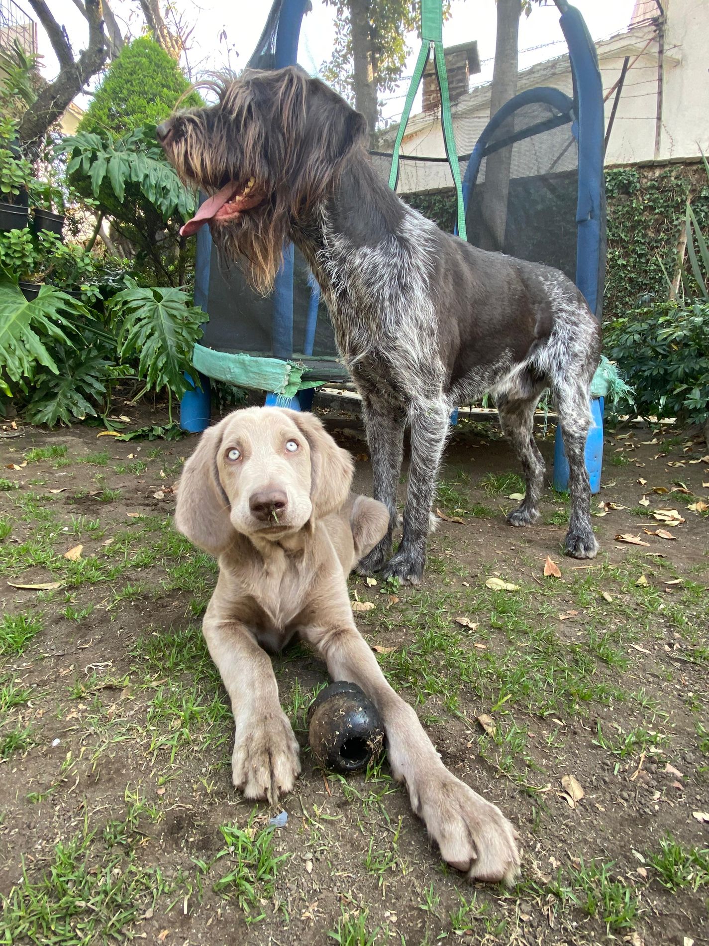 Espacio seguro de acompañamiento con perros de terapia en Vínculo Animal, CDMX