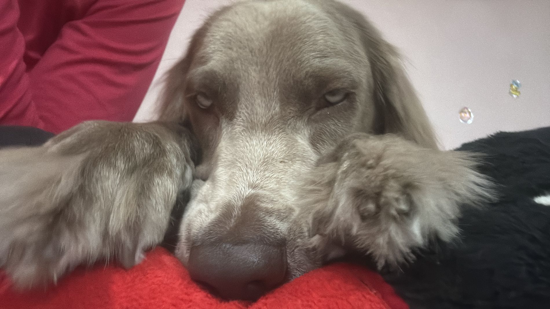 Thusnelda, perra de terapia de Vínculo Animal