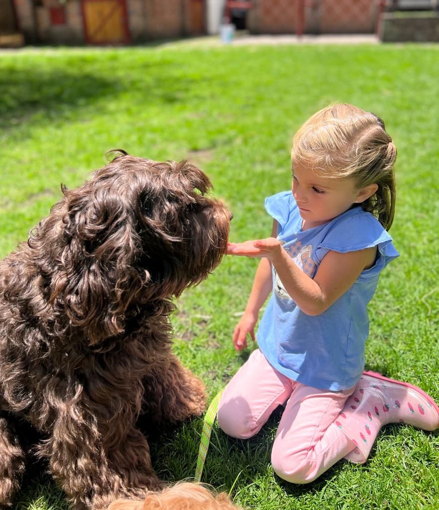 Niña conviviendo con perro de terapia de Vínculo Animal como parte de la intervención en neurodesarrollo infantil